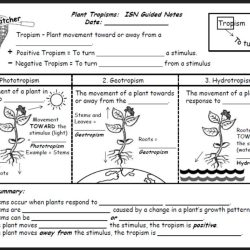 Plant tropisms worksheet answers key