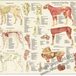 Dog anatomy diagram internal organs