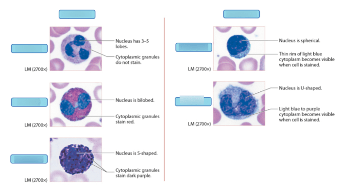 Art-labeling activity white blood cells