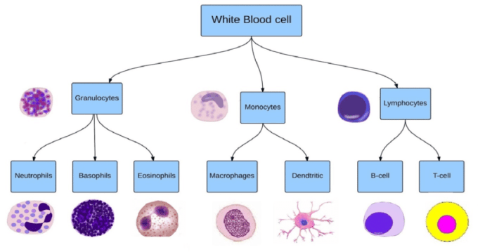 Blood cells red cell haematology increase body bbc bitesize transport which microscope systems oxygen human level need centre ks3 gcse