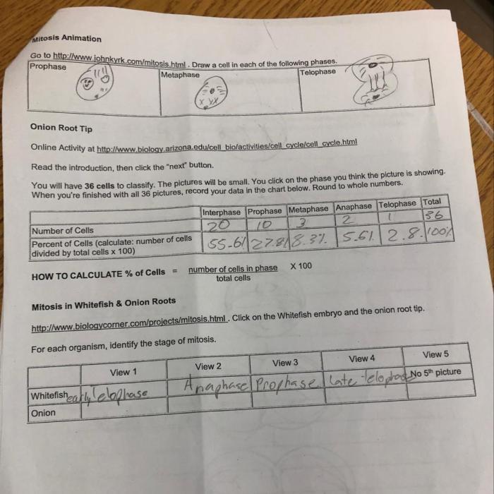 Time for mitosis lab answer key