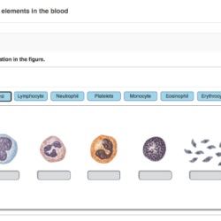 Art-labeling activity white blood cells