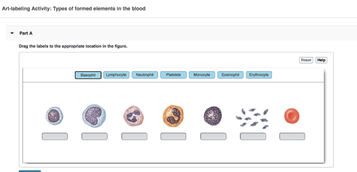 Art-labeling activity white blood cells