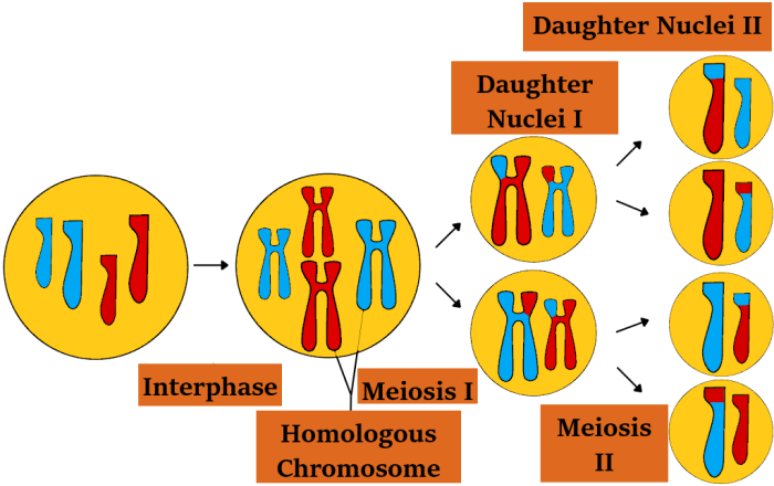 Reproduction sexual types gametes conjugation reproductive system fertilization biology science random online sciences fertilisation