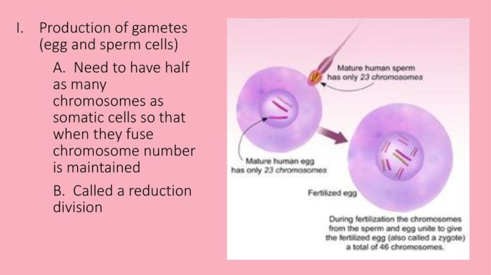 Select all of the following that are functions of meiosis