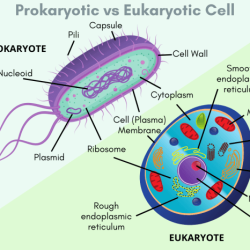 Prokaryote and eukaryote worksheet answer key