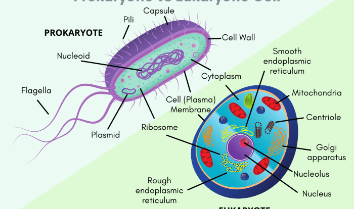 Prokaryote and eukaryote worksheet answer key