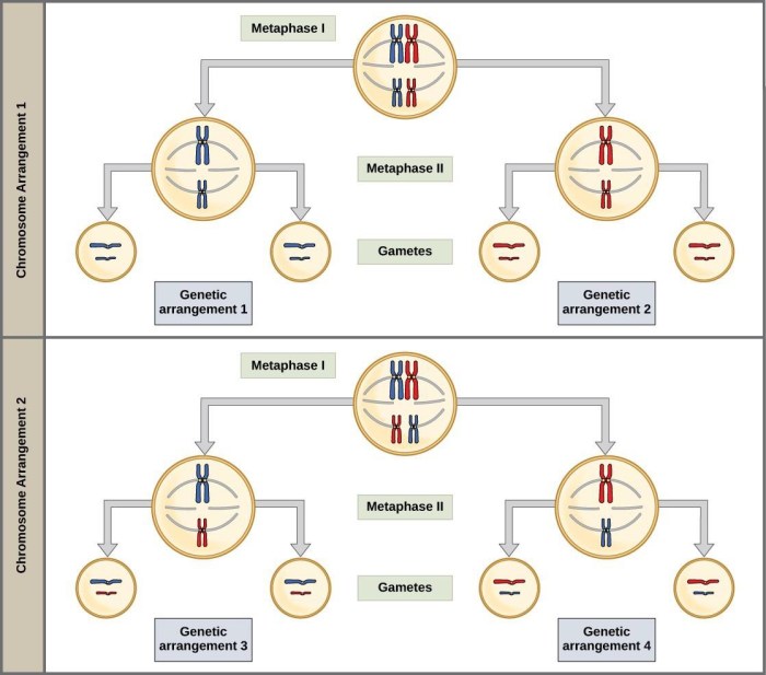 Select all of the following that are functions of meiosis