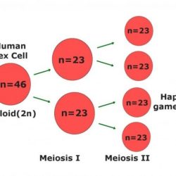 Gametos gametes gamete zygote fusion embryo chromosome cigoto chromosomes genetic fetus sexuales gamet haploides its verschmelzung babygest meiosis zigote differences