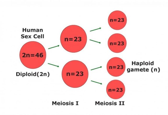 Gametos gametes gamete zygote fusion embryo chromosome cigoto chromosomes genetic fetus sexuales gamet haploides its verschmelzung babygest meiosis zigote differences