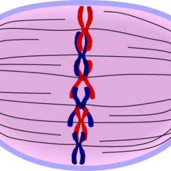 Metaphase mitosis metafase spindle prometaphase mitose mitotic prophase phase cytokinesis anaphase apparatus cytoplasm cellule nucleus célula chromosomes chromatids libretexts divise