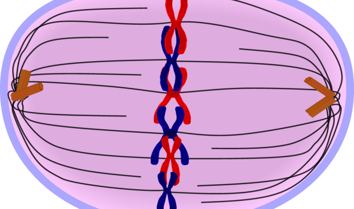 Metaphase mitosis metafase spindle prometaphase mitose mitotic prophase phase cytokinesis anaphase apparatus cytoplasm cellule nucleus célula chromosomes chromatids libretexts divise